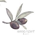 Olivo